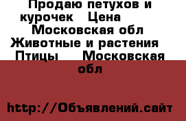 Продаю петухов и курочек › Цена ­ 600 - Московская обл. Животные и растения » Птицы   . Московская обл.